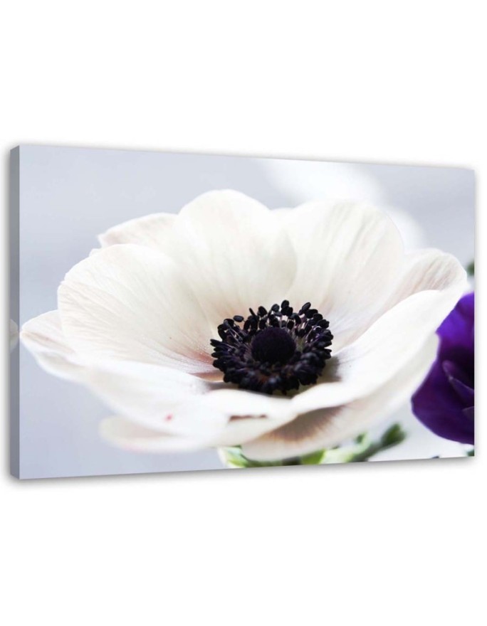 Modernes Wandbild - Weiße Anemone auf grauem Hintergrund | Feeby