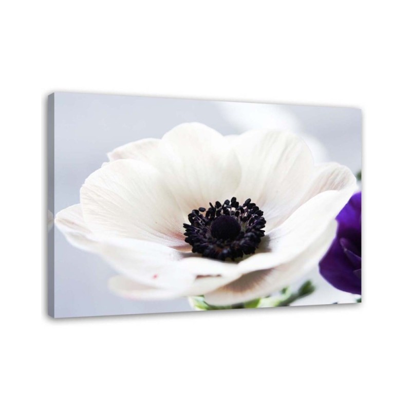 Modernes Wandbild - Weiße Anemone auf grauem Hintergrund | Feeby