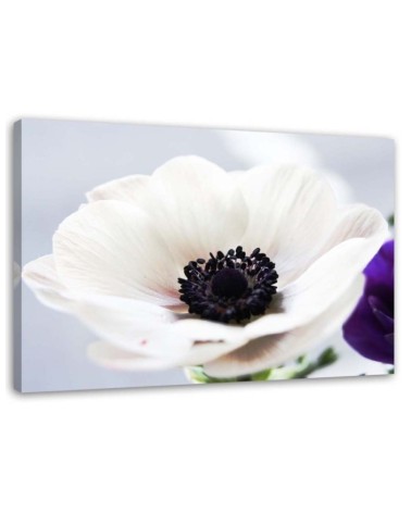 Modernes Wandbild - Weiße Anemone auf grauem Hintergrund | Feeby