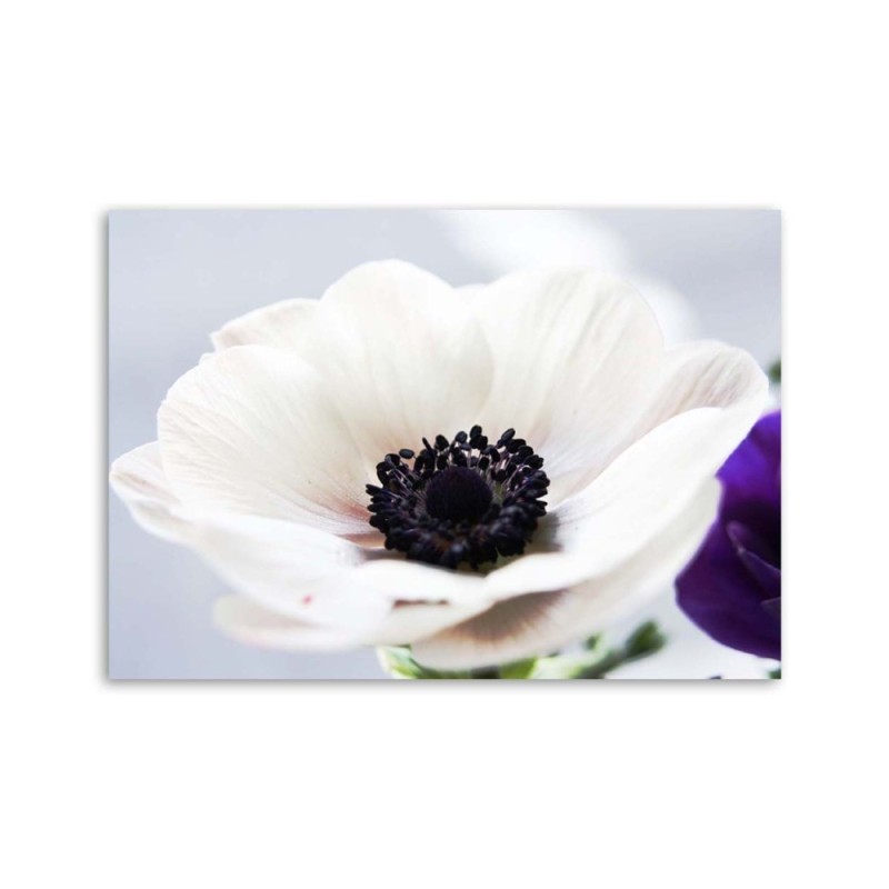 Modernes Wandbild - Weiße Anemone auf grauem Hintergrund | Feeby