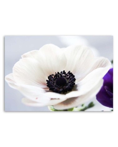 Modernes Wandbild - Weiße Anemone auf grauem Hintergrund | Feeby