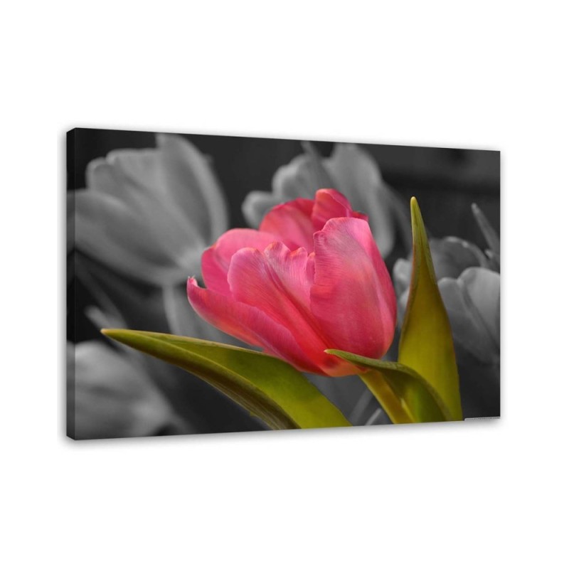 Modernes Wandbild - Blühende rote Tulpe | Feeby