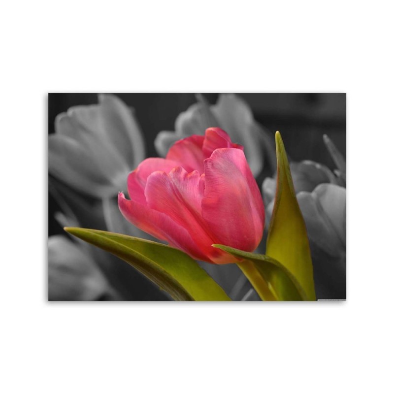 Modernes Wandbild - Blühende rote Tulpe | Feeby