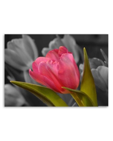 Modernes Wandbild - Blühende rote Tulpe | Feeby