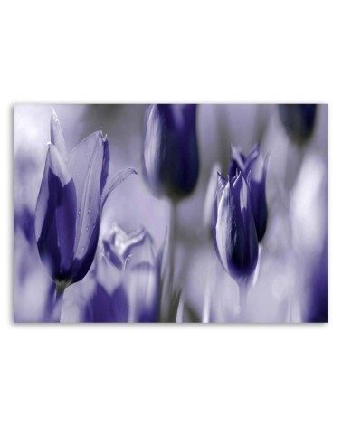 Dekoratives Leinwandbild - Lila Tulpen auf einer Wiese | Feeby