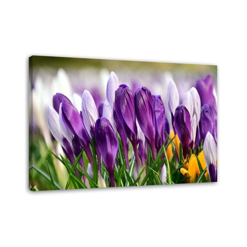 Leinwandbild - Wiese mit Krokussen | Feeby