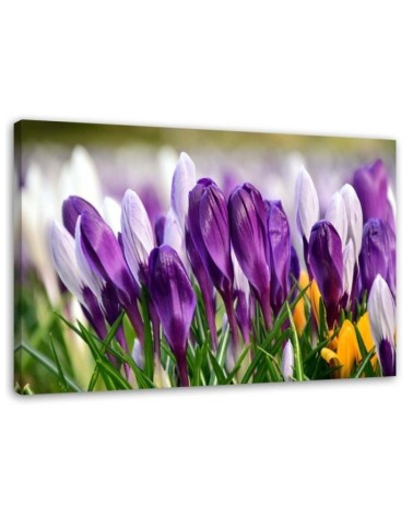 Leinwandbild - Wiese mit Krokussen | Feeby