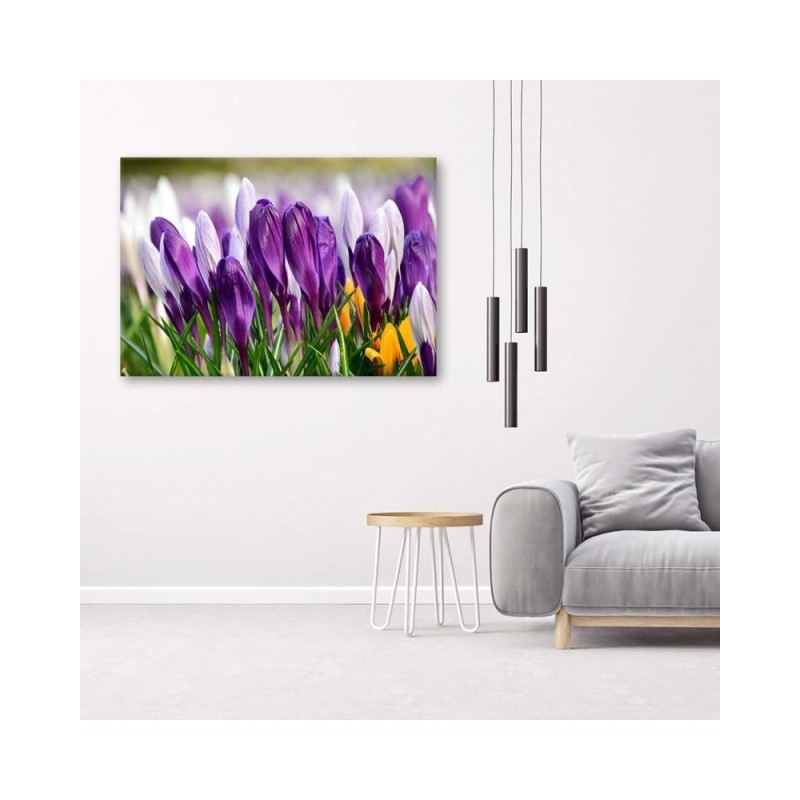 Leinwandbild - Wiese mit Krokussen | Feeby