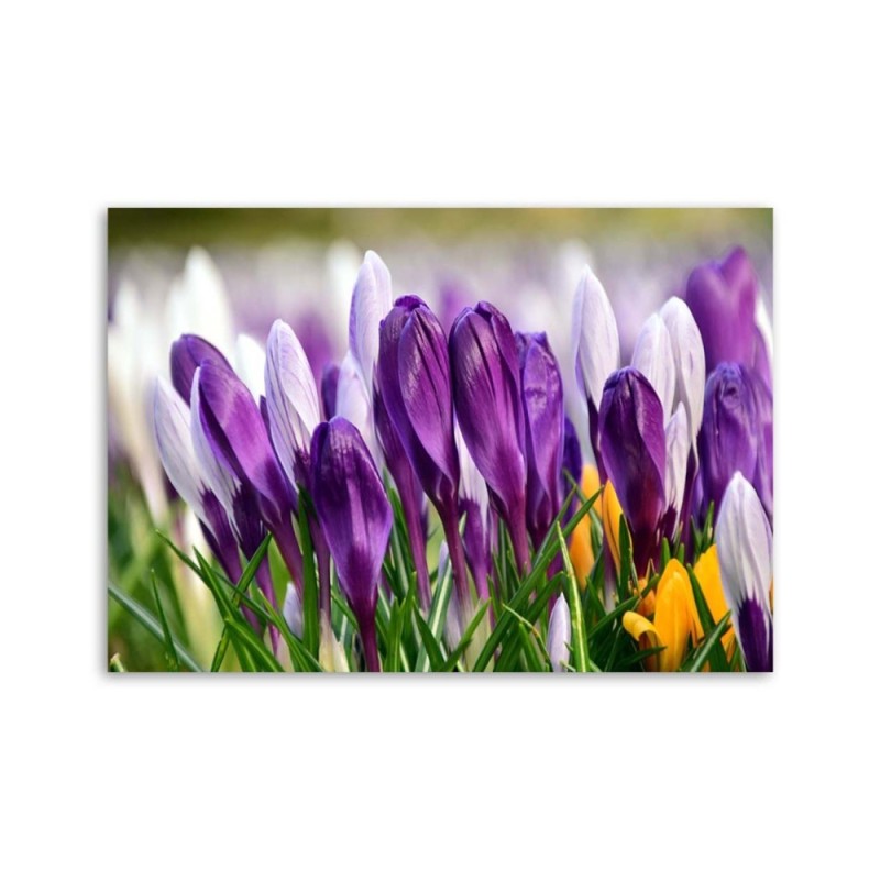 Leinwandbild - Wiese mit Krokussen | Feeby