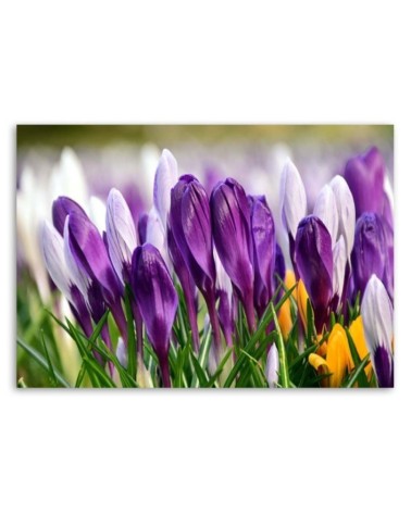 Leinwandbild - Wiese mit Krokussen | Feeby