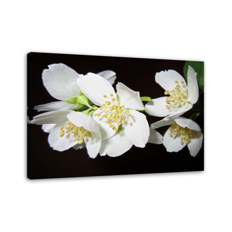 Dekoratives Leinwandbild - Blühender Jasmin | Feeby
