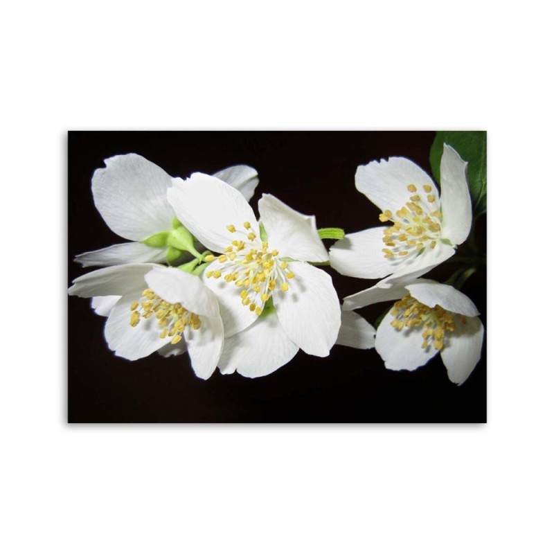 Dekoratives Leinwandbild - Blühender Jasmin | Feeby