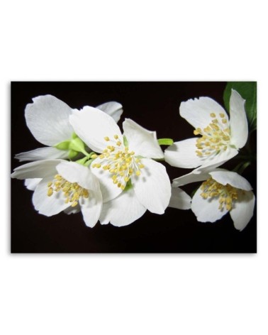 Dekoratives Leinwandbild - Blühender Jasmin | Feeby