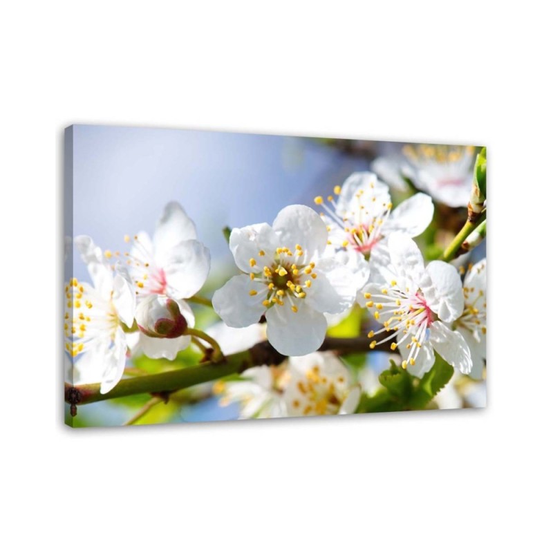Bild auf Leinwand - Blühender Zweig | Feeby