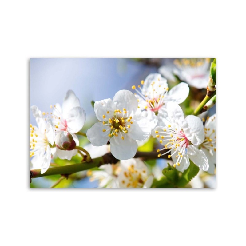 Bild auf Leinwand - Blühender Zweig | Feeby