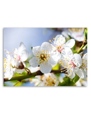 Bild auf Leinwand - Blühender Zweig | Feeby