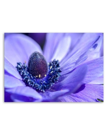 Wandbild für Wohnzimmer - Blaue und violette Blume | Feeby