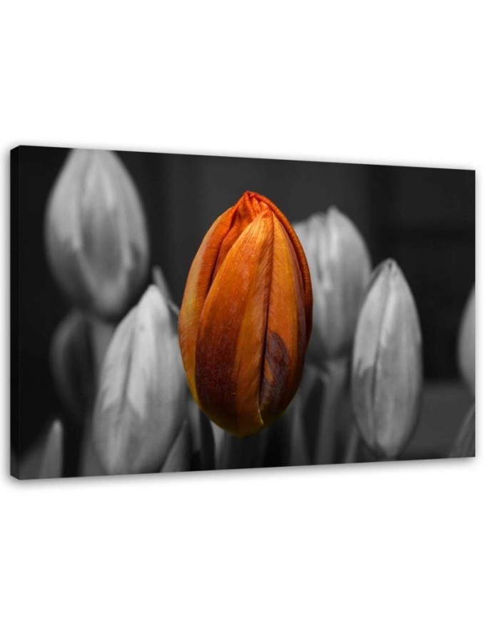Orange tulip - Canvas print for the living room | FEEBY