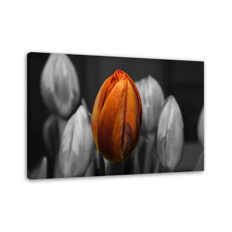 Modernes Wandbild - Orangefarbene Tulpe | Feeby