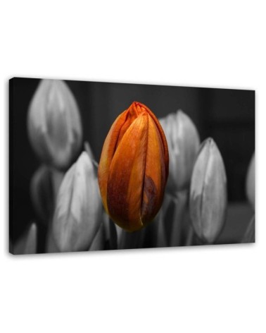 Orange tulip - Canvas print for the living room | FEEBY