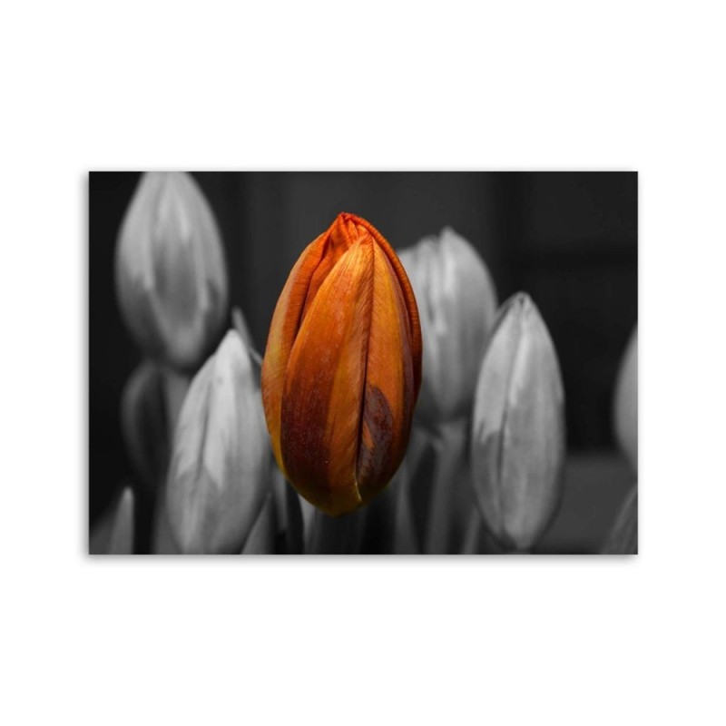 Modernes Wandbild - Orangefarbene Tulpe | Feeby