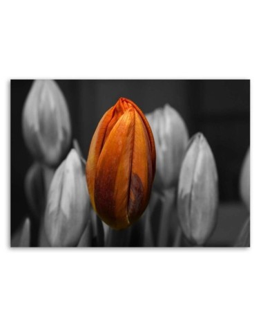 Modernes Wandbild - Orangefarbene Tulpe | Feeby