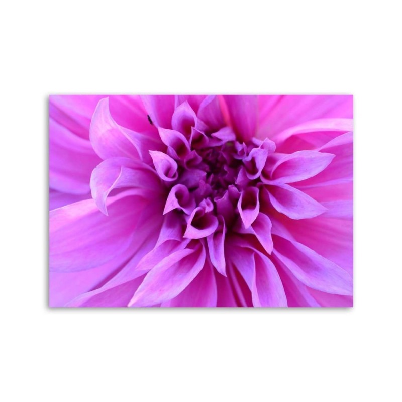 Leinwandbild - Lila Blume | Feeby