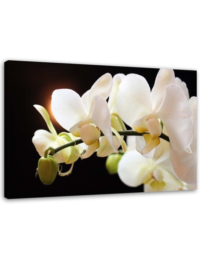 Białe orchidee kwiaty - Obraz do salonu | FEEBY