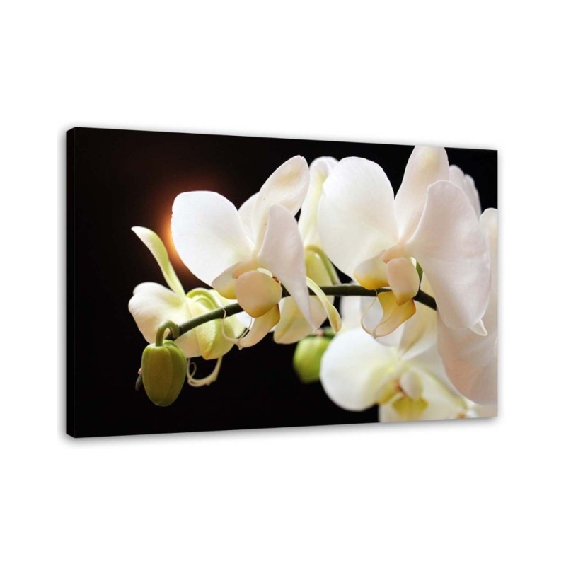 Bild auf Leinwand - Nahaufnahme von Orchideen | Feeby