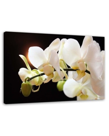White orchids flowers - Pictures on canvas for the living room | FEEBY
