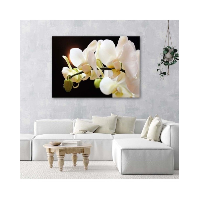 Bild auf Leinwand - Nahaufnahme von Orchideen | Feeby