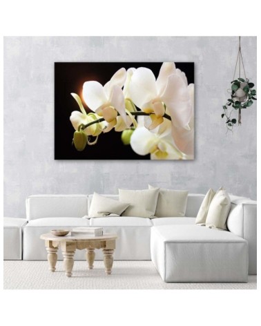 Bild auf Leinwand - Nahaufnahme von Orchideen | Feeby