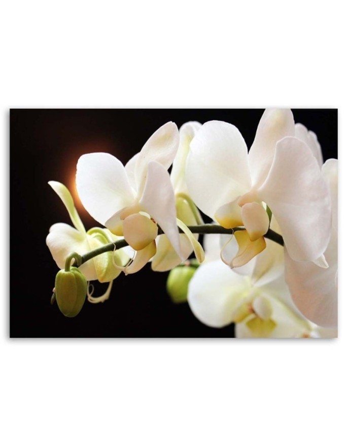 Białe orchidee kwiaty - Obraz do salonu | FEEBY