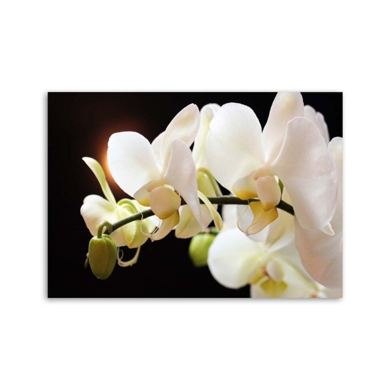 Bild auf Leinwand - Nahaufnahme von Orchideen | Feeby