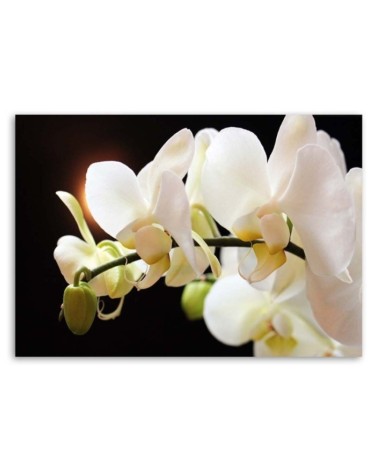 Bild auf Leinwand - Nahaufnahme von Orchideen | Feeby