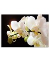 Białe orchidee kwiaty - Obraz do salonu | FEEBY