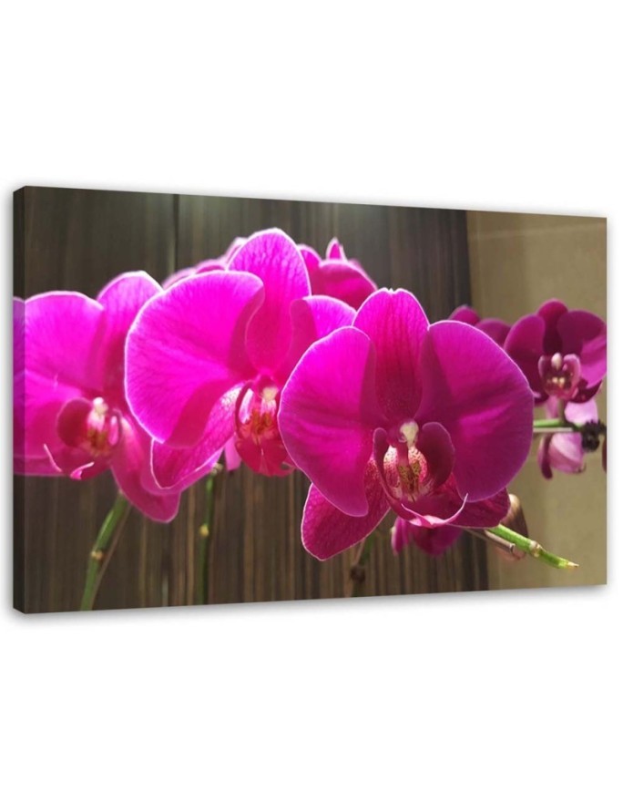 Leinwandbild modern - Fuchsia-Orchideen | Feeby