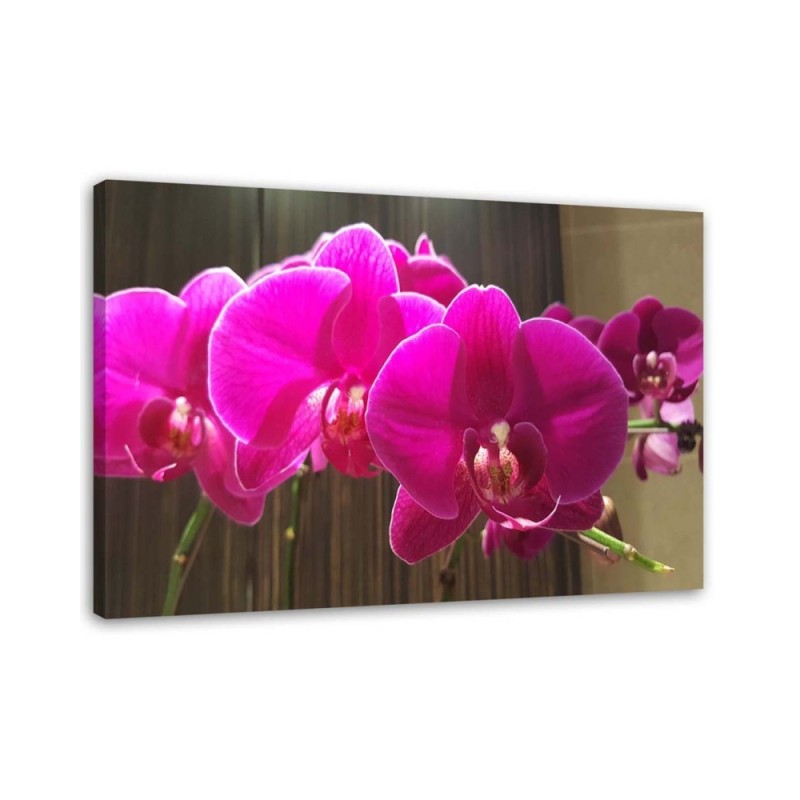 Orchids in fuchsia - Canvas prints for the living room | FEEBY
