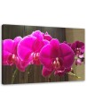 Orchids in fuchsia - Canvas prints for the living room | FEEBY