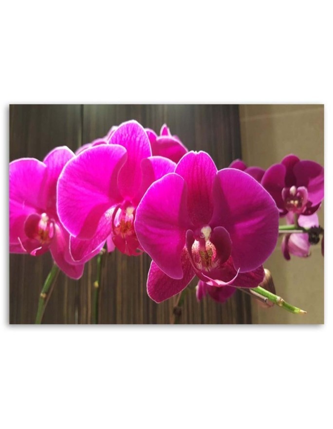 Orchids in fuchsia - Canvas prints for the living room | FEEBY