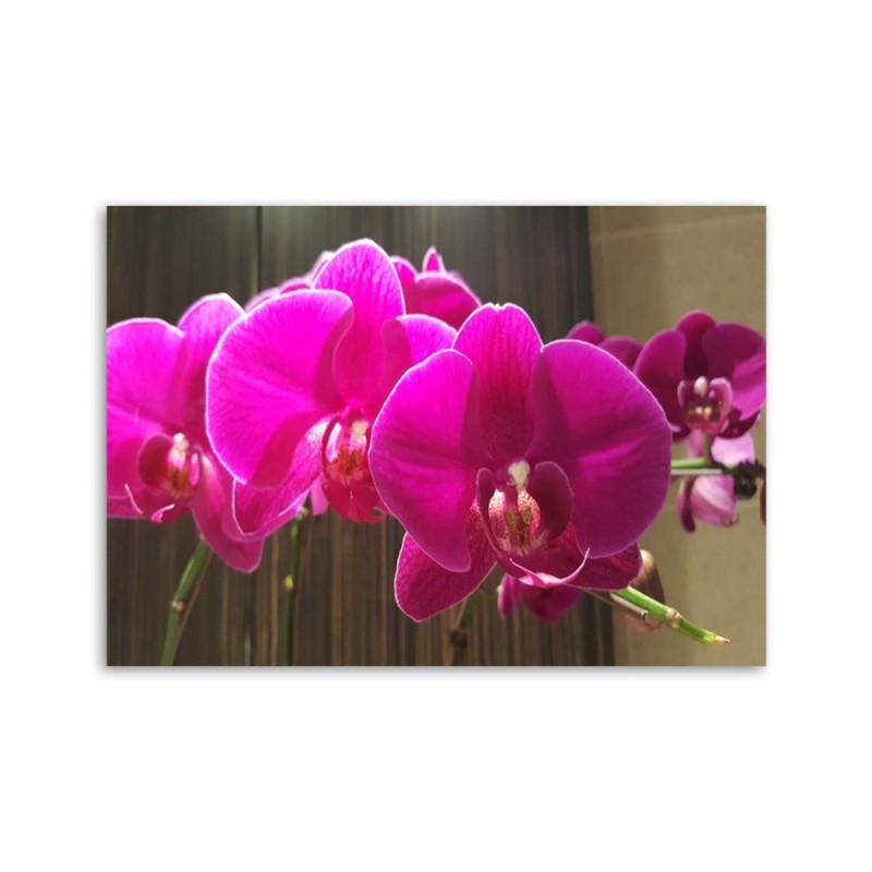 Leinwandbild modern - Fuchsia-Orchideen | Feeby