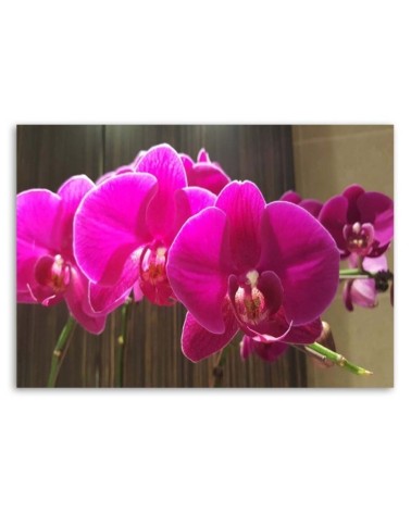 Leinwandbild modern - Fuchsia-Orchideen | Feeby