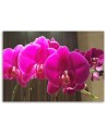Orchids in fuchsia - Canvas prints for the living room | FEEBY