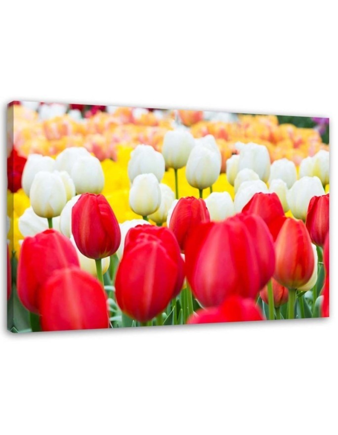 Bild auf Leinwand - Mehrfarbige Tulpen | Feeby