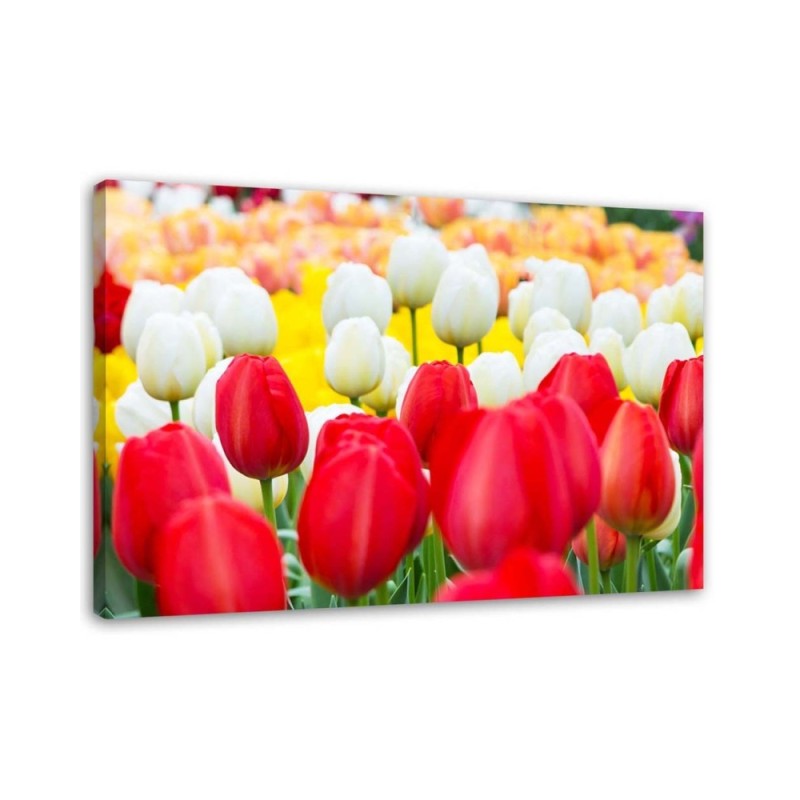 Bild auf Leinwand - Mehrfarbige Tulpen | Feeby