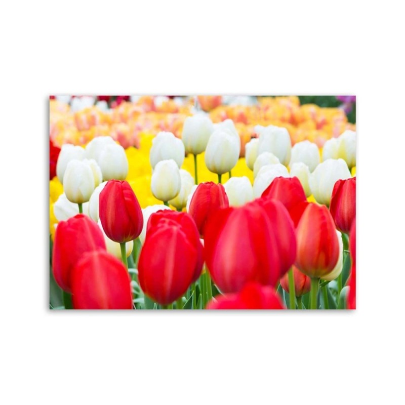 Bild auf Leinwand - Mehrfarbige Tulpen | Feeby