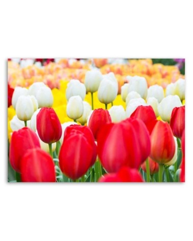 Bild auf Leinwand - Mehrfarbige Tulpen | Feeby