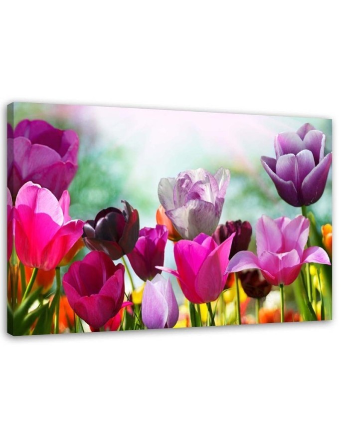 Leinwanddruck - Bunte Tulpen auf einer Wiese | Feeby