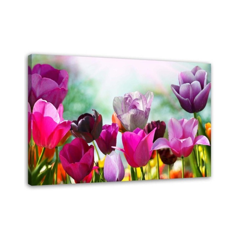 Leinwanddruck - Bunte Tulpen auf einer Wiese | Feeby