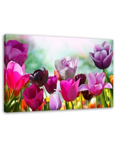 Leinwanddruck - Bunte Tulpen auf einer Wiese | Feeby